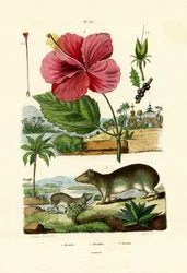 Pokeweed